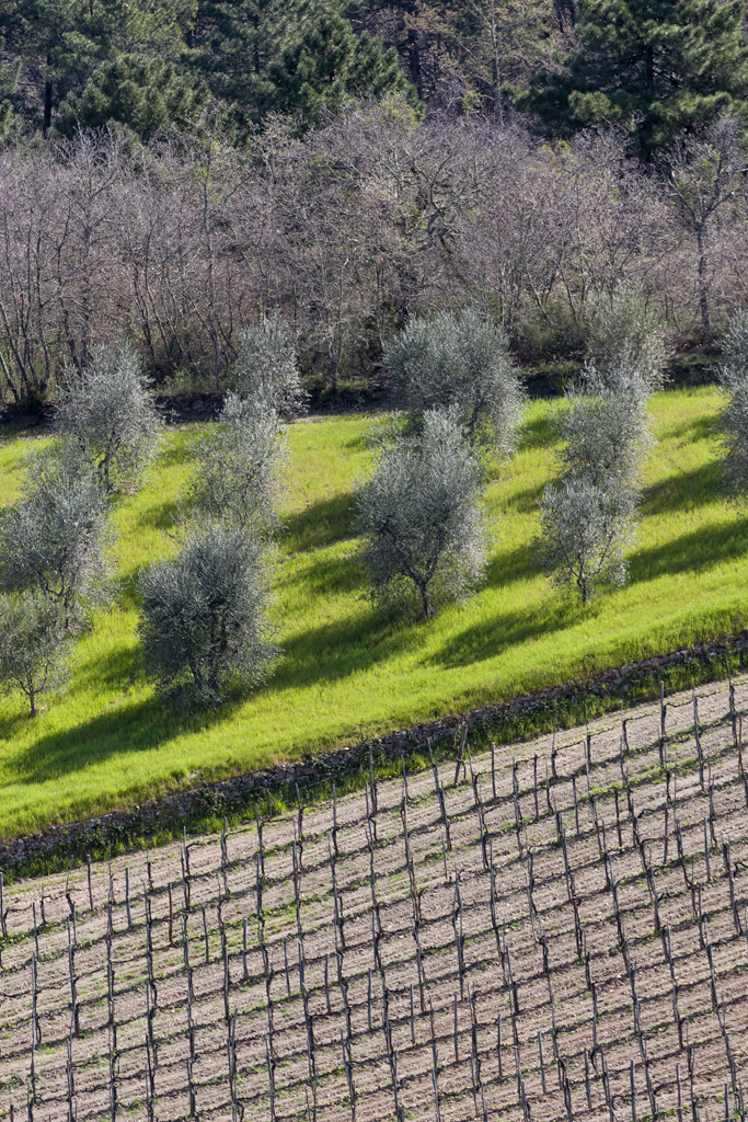 Gaiole in Chianti: campagna con vigneti e ulivi nei pressi della Rocca di Castagnoli.